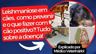 Leishmaniose em cães Aprenda sobre essa doença prevenção e tratamento [upl. by Ecilef]