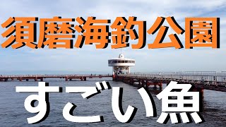 須磨海づり公園の水中映像 すごい魚 [upl. by Siddra]