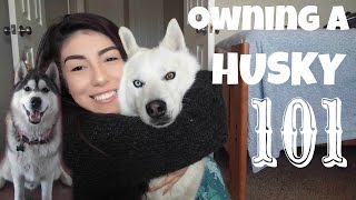 Everything you NEED to know BEFORE Owning a Husky [upl. by Nedrob]