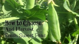 How to Harvest Fresh Sweet Peas [upl. by Babbie408]