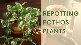 Repotting Pothos Plants  How to Repot for New Gardeners [upl. by Weiler]