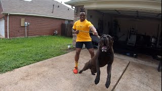 Massive Intense 1 Yr Old Cane Corso Lunges At Careless Breeder  Manstopper House Visit [upl. by Gavrila]