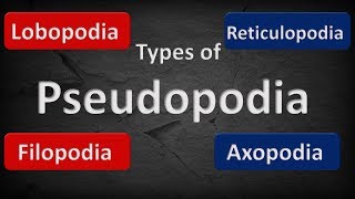 TYPES OF PSEUDOPODIA  COMPARISON [upl. by Hussar860]