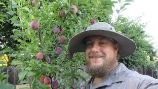 The Cold Hardy SelfFertile Santa Rosa Plum Tree FTW [upl. by Neersin]