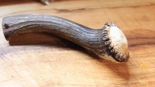 Stabilising a Deer Antler  Step by step instruction [upl. by Yziar530]