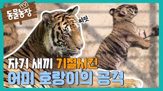 어미 호랑이의 새끼를 향한 무분별한 공격 I TV동물농장 Animal Farm  SBS Story [upl. by Fidellia]