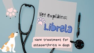 Vet Explains Librela  A New Treatment Option for Your Dog’s Arthritis  Ask a Vet [upl. by Bocoj]