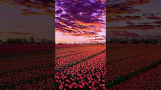 TULIP FIOWER shortvideo flowers tulip tulips beautiful colorful tulipfestival howtogrow [upl. by Odidnac984]