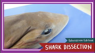 Dogfish Shark Dissection  Sink or Swim EDU [upl. by Tavey782]