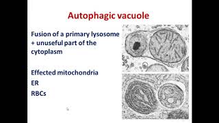 4 lysosomes [upl. by Jefferey]