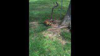 Australia Lone pine park kangaroo [upl. by Bomke]