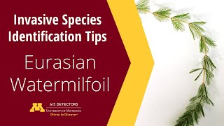 Identification Tips Eurasian Watermilfoil Myriophyllum spicatum [upl. by Erna464]