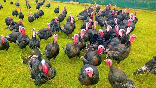 Turkeys Gobbling  Funny Turkey Gobble Videos [upl. by Sarad]