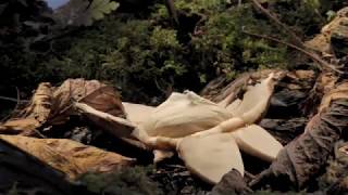 Earthstar fungi opening time lapse Spores are spread by falling raindrops [upl. by Enamrej]