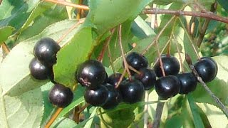 Food Forest Plants  Aronia Berry Aronia Melanocarpa Viking [upl. by Acisej]