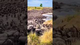 The Great Wildebeest Migration Natures Ultimate Journey [upl. by Devol]