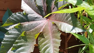 How to grow Ricinus Castor Oil plants [upl. by Neerom559]