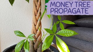 MONEY TREE GROWTH  Pachira Aquatica [upl. by Ilario]