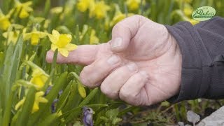 How to Plant Narcissi TeteaTete Spring Garden Guide [upl. by Ostraw]