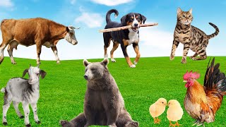 Diverse Animal Colors  Chicken Cat Dog Goat Cow Bear  Animal Adventure [upl. by Rachael]