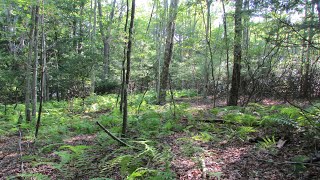 NYs Finest 5 Acres Hurleyville NY Sullivan County [upl. by Kaenel336]