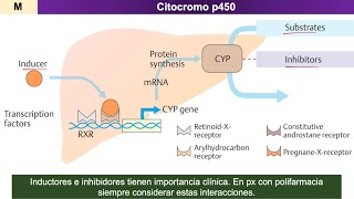 Farmacocinética METABOLISMO de fármacos [upl. by Scales890]