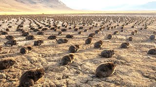 How Thousands of Beavers Transformed the U S Desert [upl. by Singband]