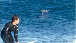 Great white shark chases surfers up rockshelf in Australia [upl. by Haila]