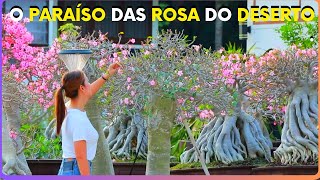 DESCOBERTO O PARAÍSO DAS MAIS BELAS ROSAS DO DESERTO [upl. by Blackburn]