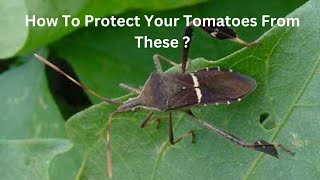 A Simple Way To Protect Your Tomatoes From Leaffooted Bugs [upl. by Esya]