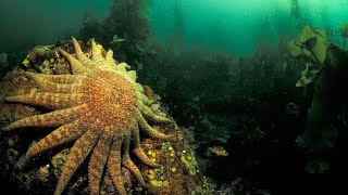 Sunflower Sea Star  Fascinating Facts About Starfish [upl. by Medwin]