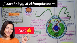 ChlamydomonasStructure of ChlamydomonasMorphology of chlamydomonas Bs  Ms Botany [upl. by Oigroeg]