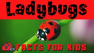 Ladybug Facts for Kids  Bug or Beetle [upl. by Syst]