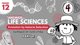 GR 12 EVOLUTION BY NATURAL SELECTION – Evidence PART 2 4 [upl. by Anwahsar]