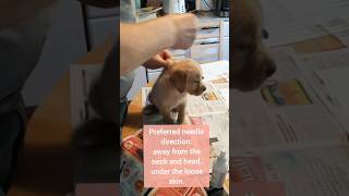 How to MICROCHIP a puppy RIGHT minimal pain Microchipping a dog microchipping your dog microchip [upl. by Tra]