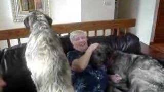 Irish Wolfhound Pups  Visit from Grandma [upl. by Htbazile]