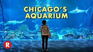 Diving Into Chicagos Shedd Aquarium  One of the Worlds Largest Aquariums [upl. by Ainimreh]