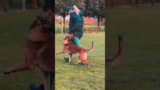 🇺🇸Smart dog training😍💯🇧🇪🐕malinois becgiegermanshepherd doglove pets dog dogtraining [upl. by Ynnel]