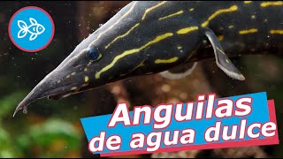 ANGUILAS para ACUARIO de agua DULCE ⚡ [upl. by Mcdonald]