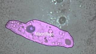 Fagocitose ao microscópio de luz NUEPE [upl. by Nairbo]