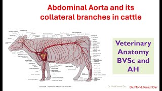 abdominal aorta and collateral branches in cattleBVSc veterinary Antomypooshmati [upl. by Hsirrehc973]