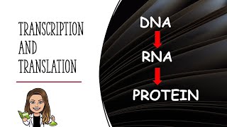 Transcription and Translation Explained [upl. by Nueoras]