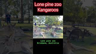 Kangaroos at Lone pine zoo in Brisbane Australia [upl. by Leehar]