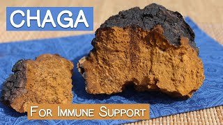 Chaga Mushroom Benefits as an Immune Supporting Superfood [upl. by Somar425]