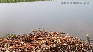 Patuxent River Park  Osprey Nest 2 [upl. by Welch]