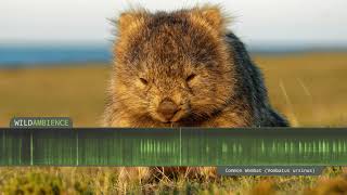 Wombat Sounds amp Calls including a hearty sneeze [upl. by Eerbua]