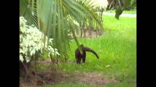 Coatimundi at NOW Sapphire Resort Cancun Mexico [upl. by Eirffej61]