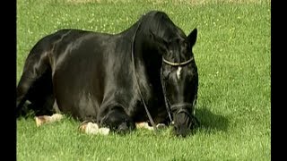 Kostolany  Famous trakehner stallion Totilas Blue Hors Matine [upl. by Hayifas]