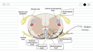 Genernal Descending Motor Pathway and the Corticospinal Pathway [upl. by Lan]