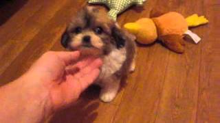 Shichon Zuchon Teddy Bear puppies in Michigan and Illinois puppies for sale [upl. by Wynnie]